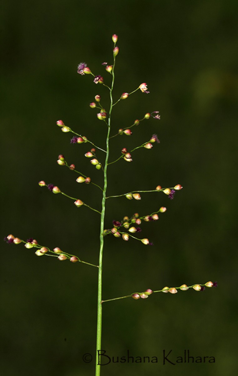 Flora of Sri Lanka