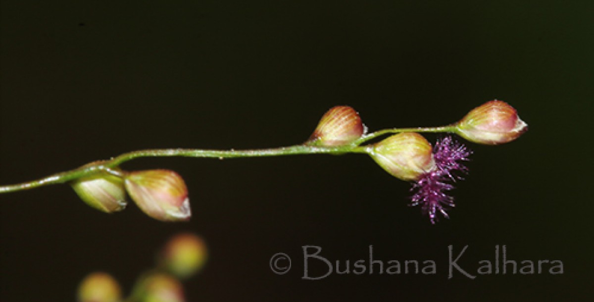 Flora of Sri Lanka