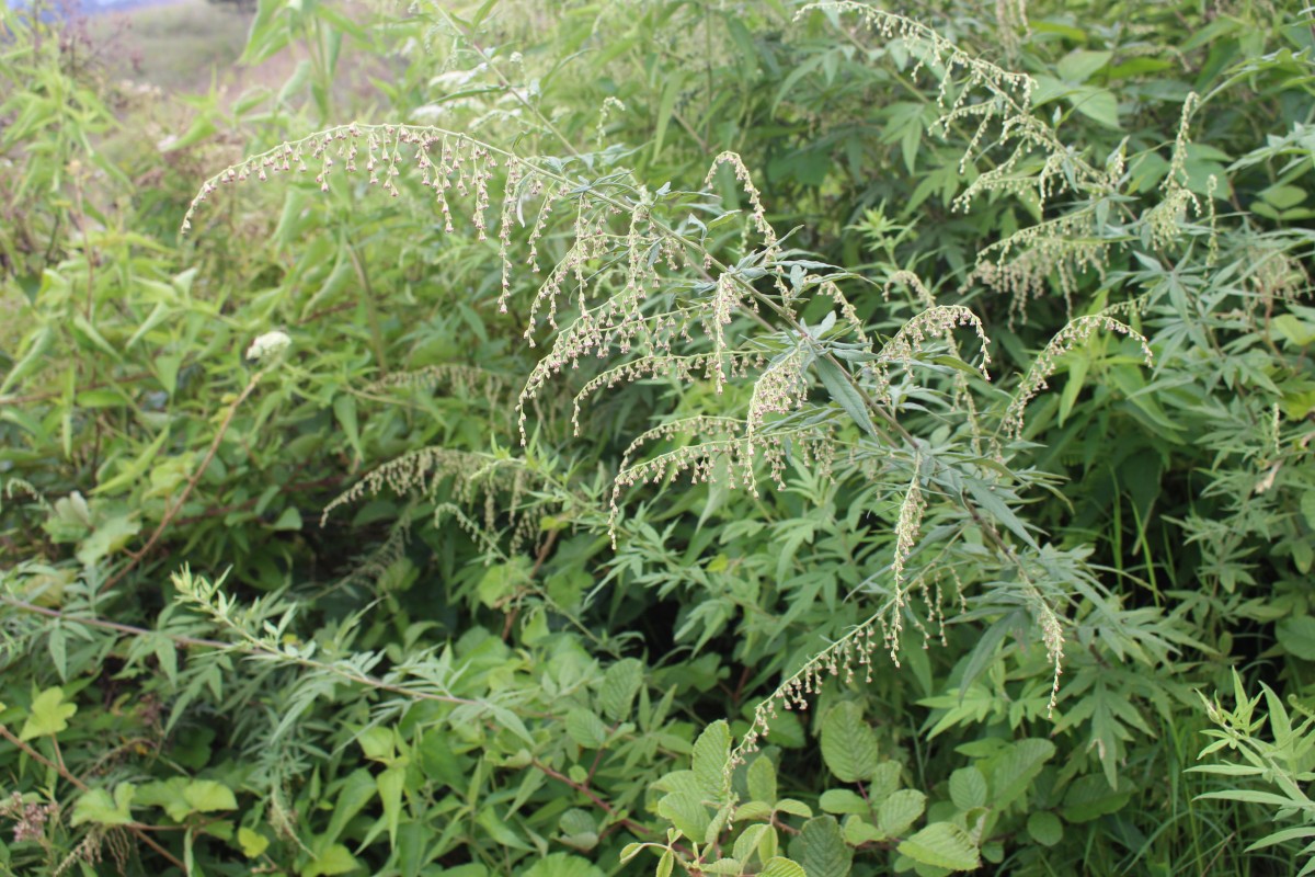 Artemisia indica Willd.