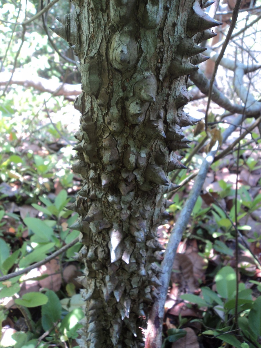 Flora of Sri Lanka