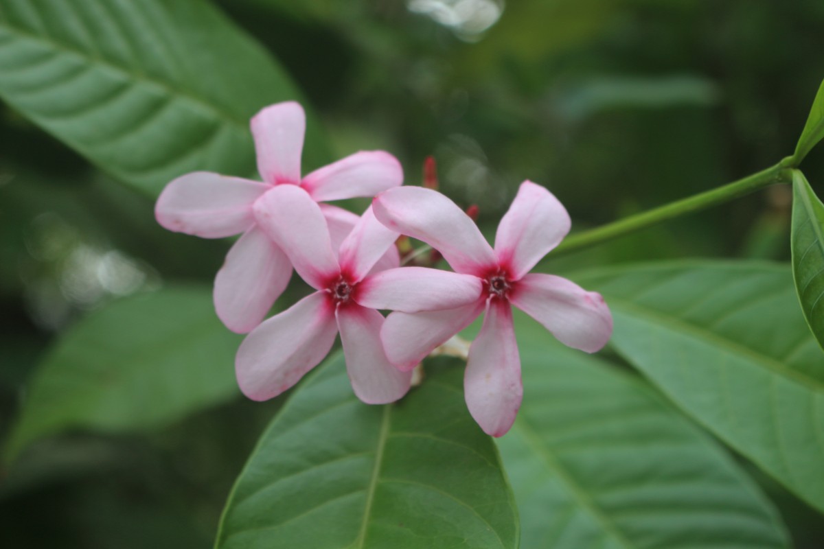 Flora of Sri Lanka