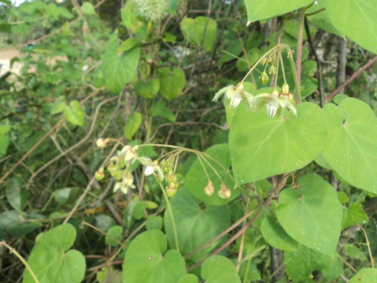 Flora of Sri Lanka