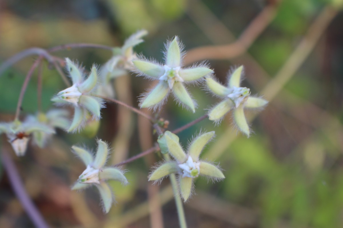 Flora of Sri Lanka