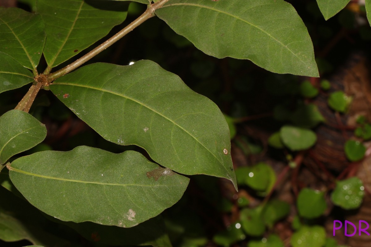 Rauvolfia tetraphylla L.