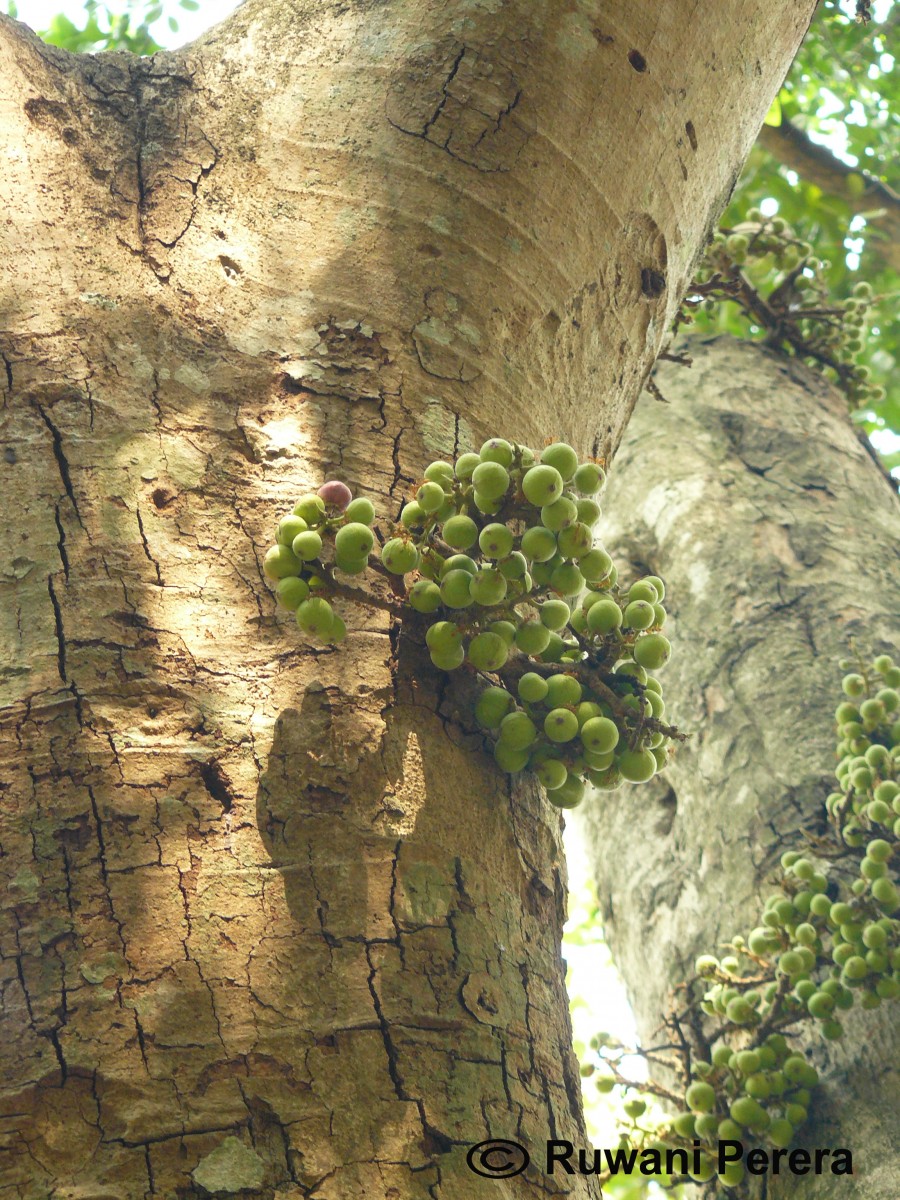 Ficus racemosa L.