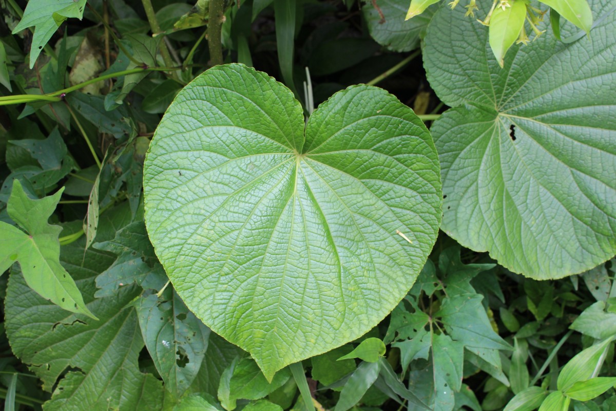 Flora of Sri Lanka