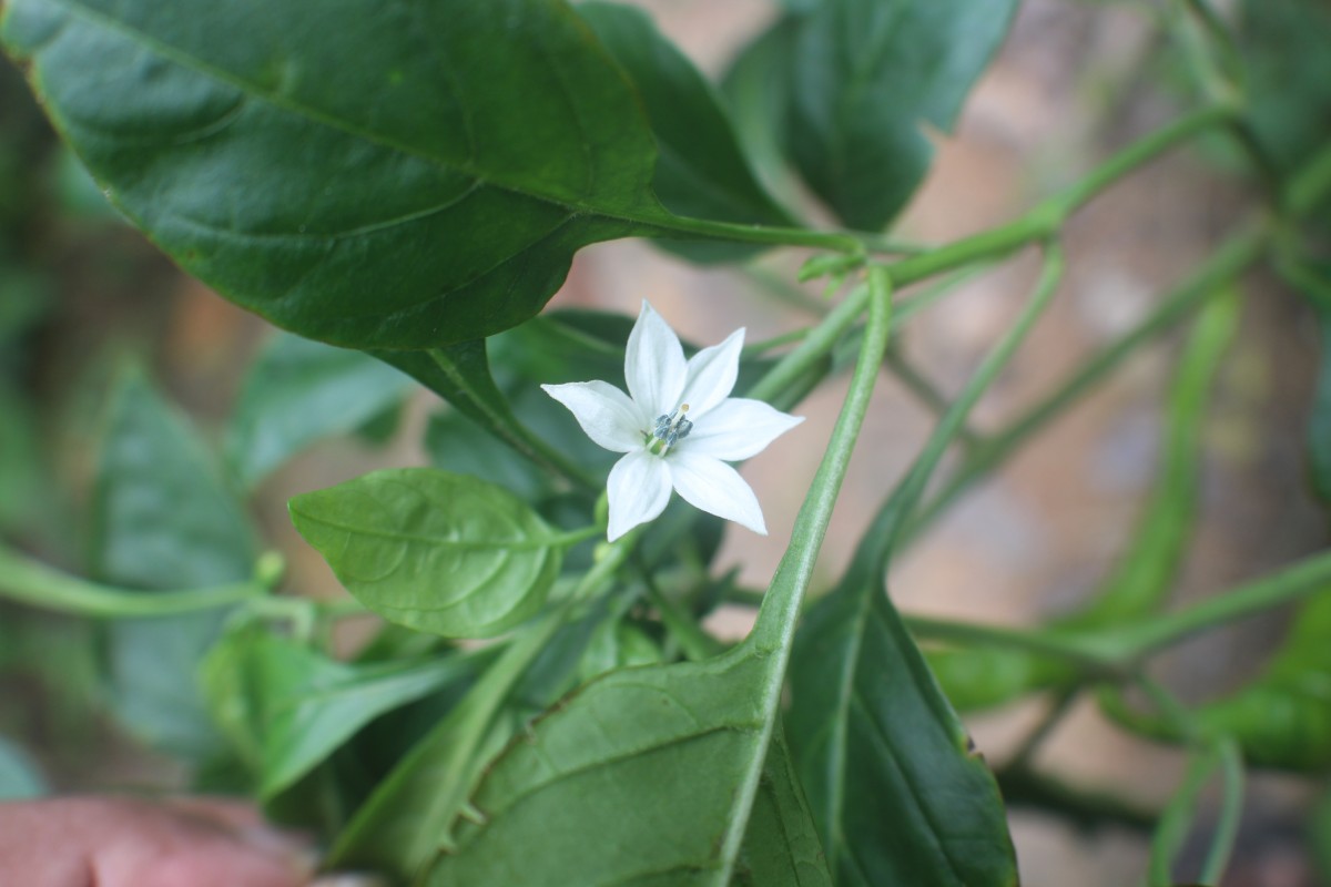Flora of Sri Lanka