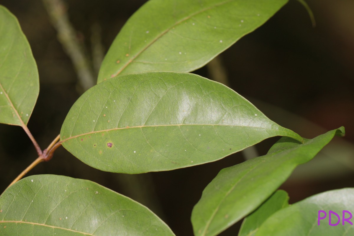 Flora of Sri Lanka