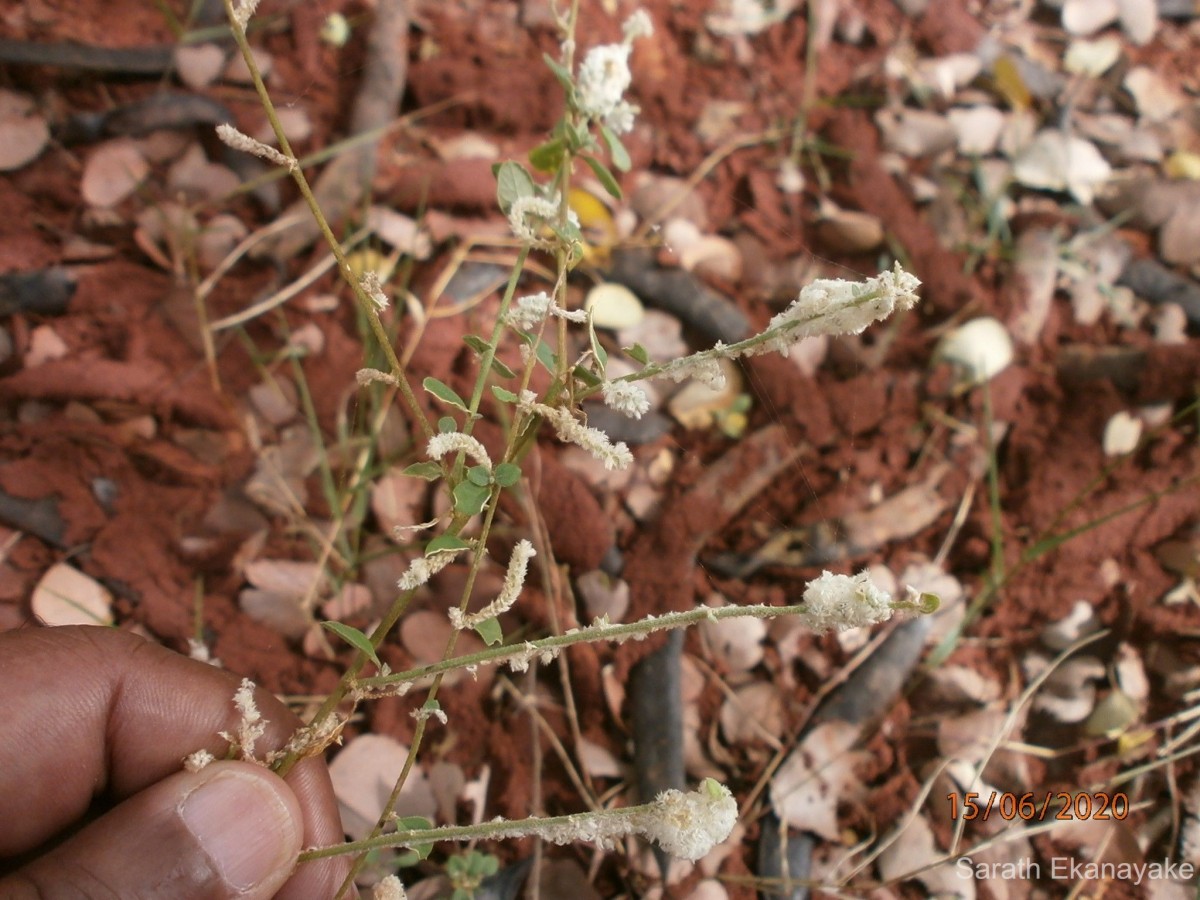 Nothosaerva brachiata (L.) Wight