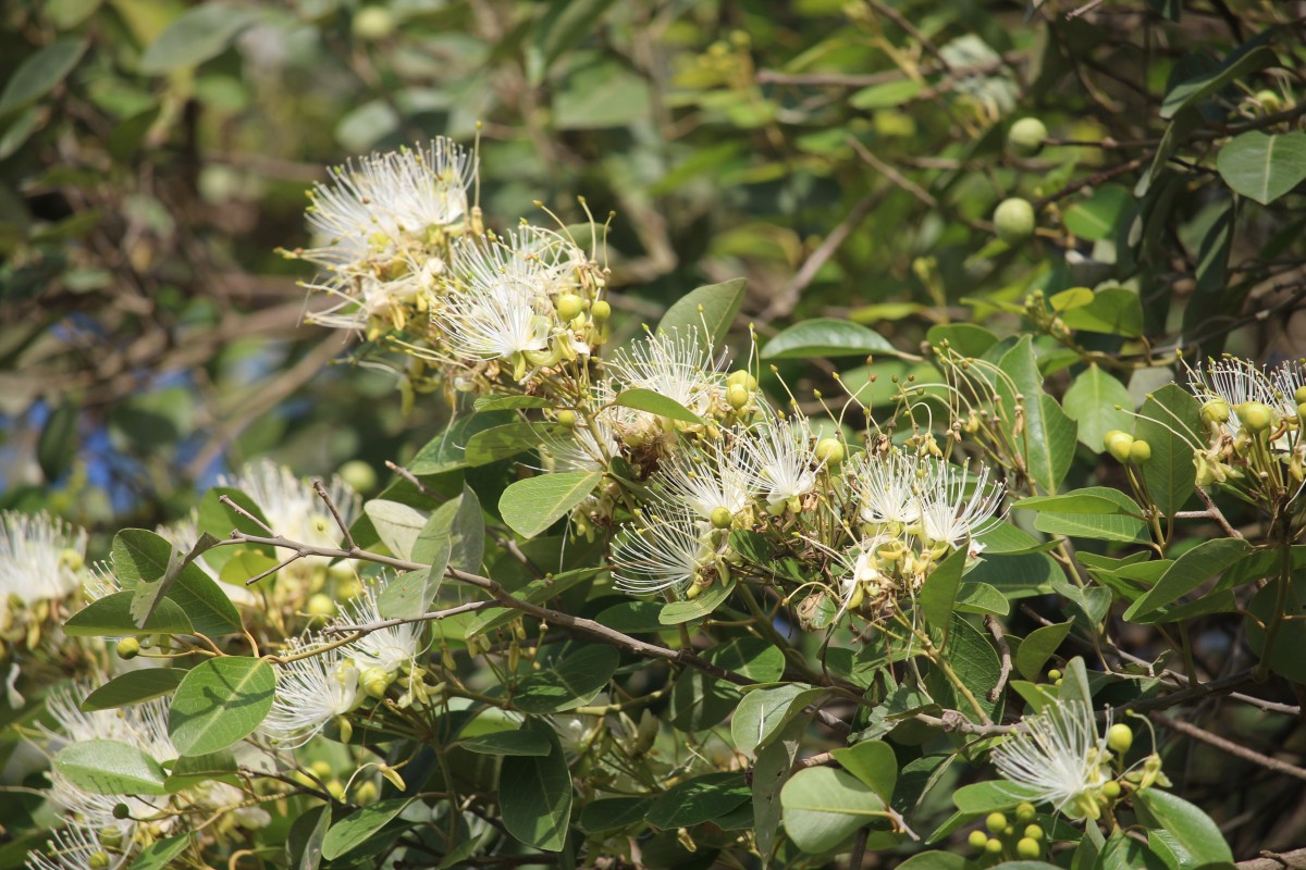 Flora of Sri Lanka