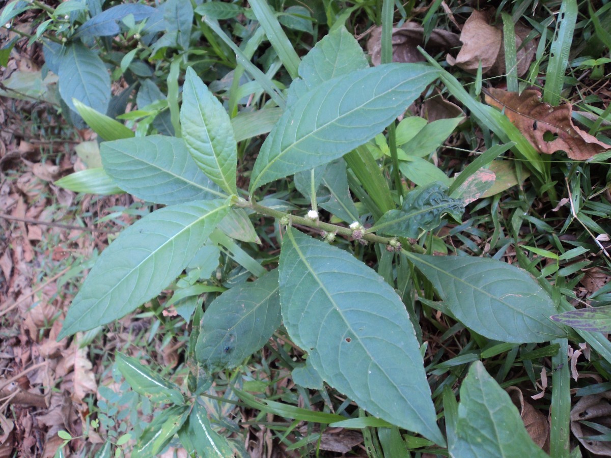 Struchium sparganophorum (L.) Kuntze