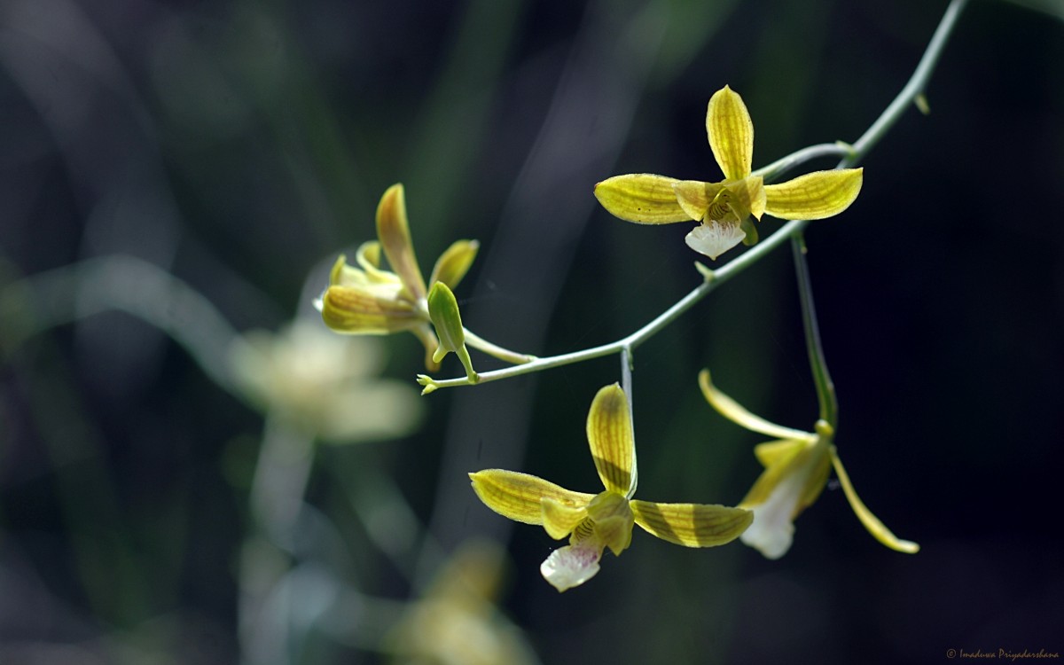 Flora of Sri Lanka