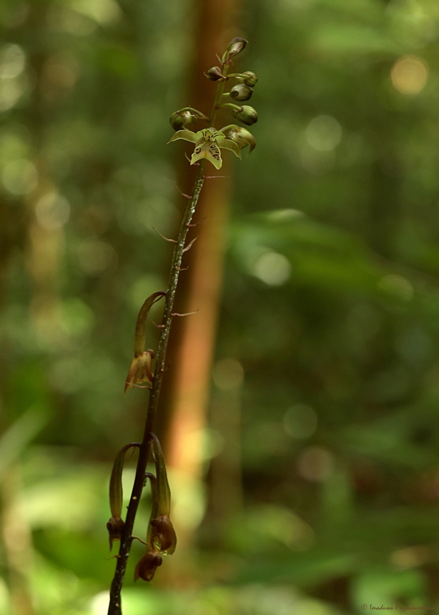 Flora of Sri Lanka