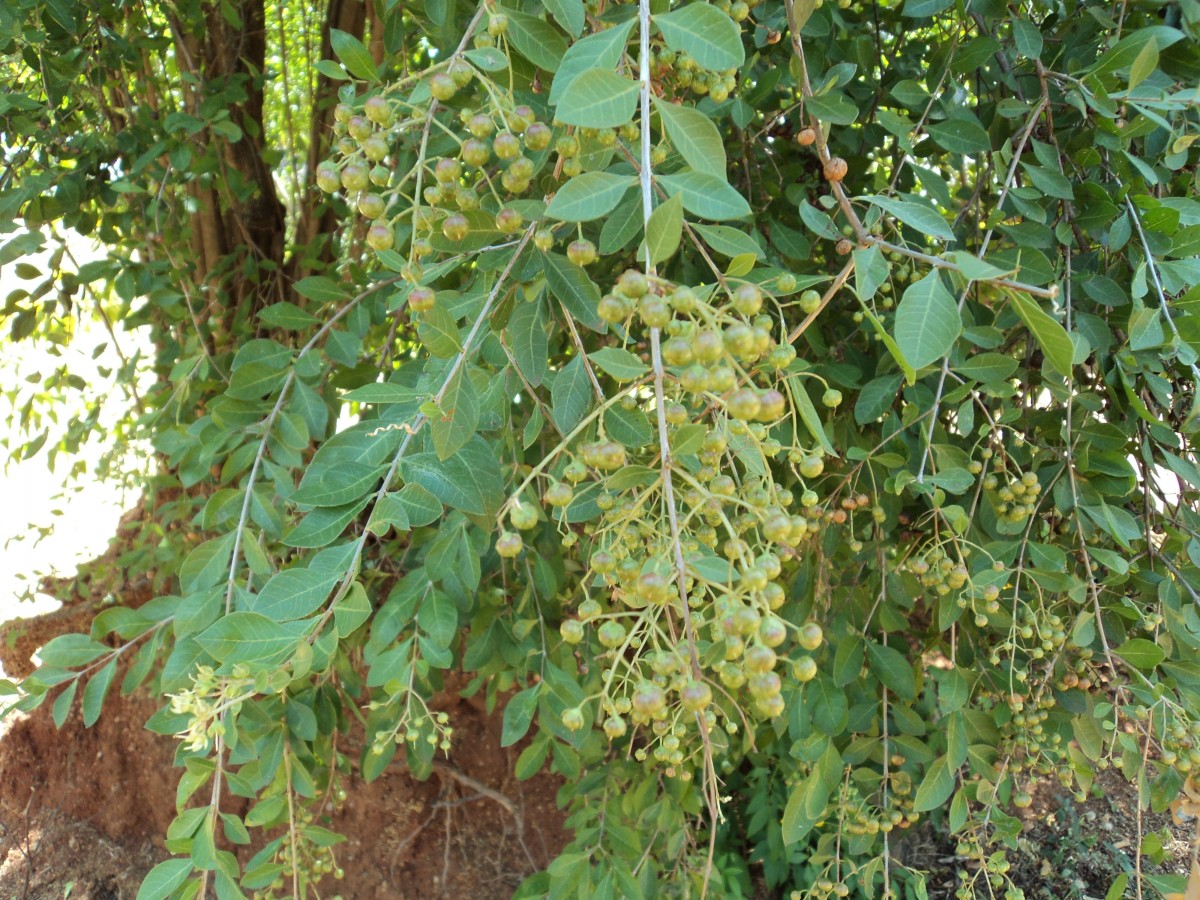 Flora of Sri Lanka