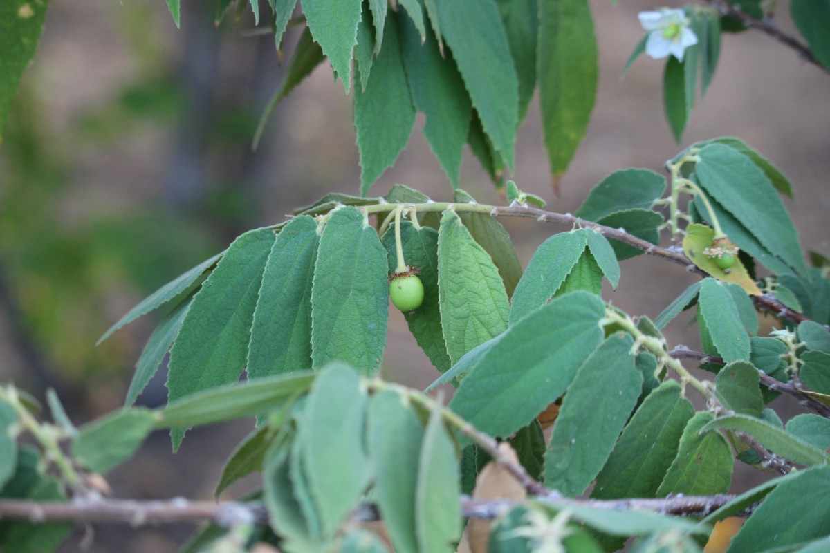 Flora of Sri Lanka