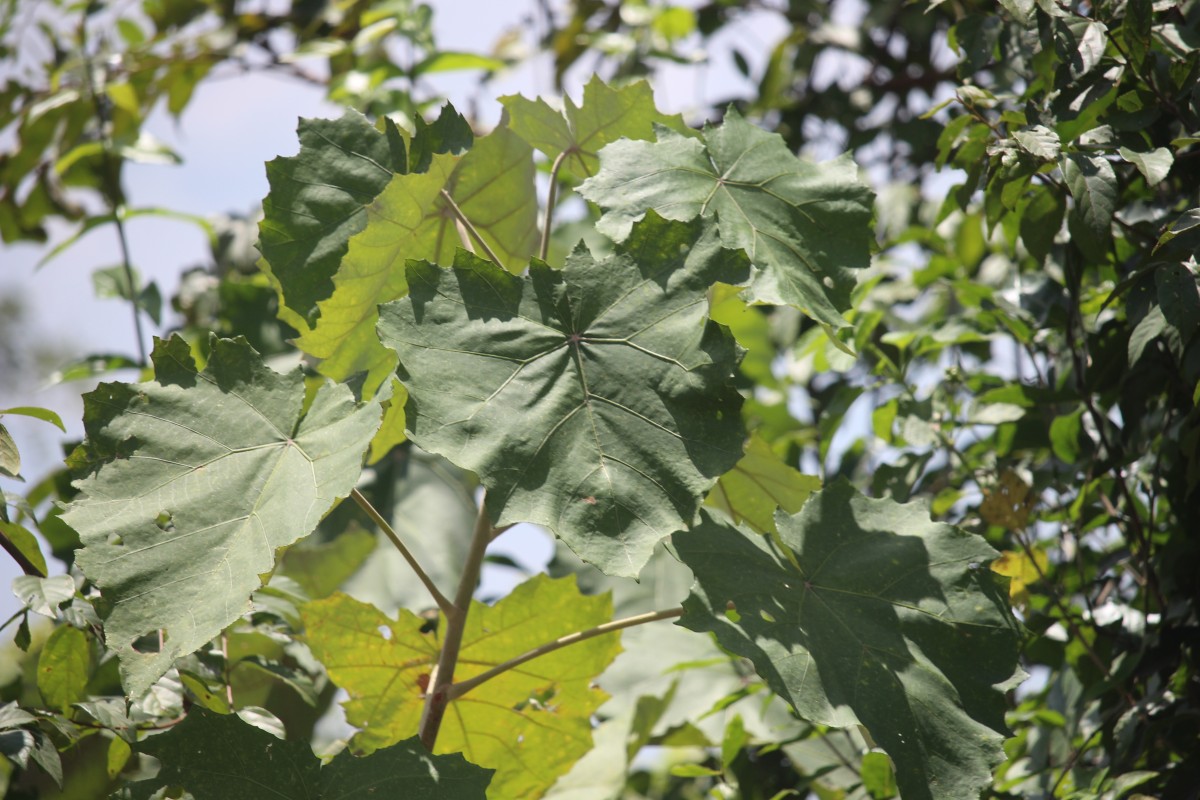 Flora of Sri Lanka
