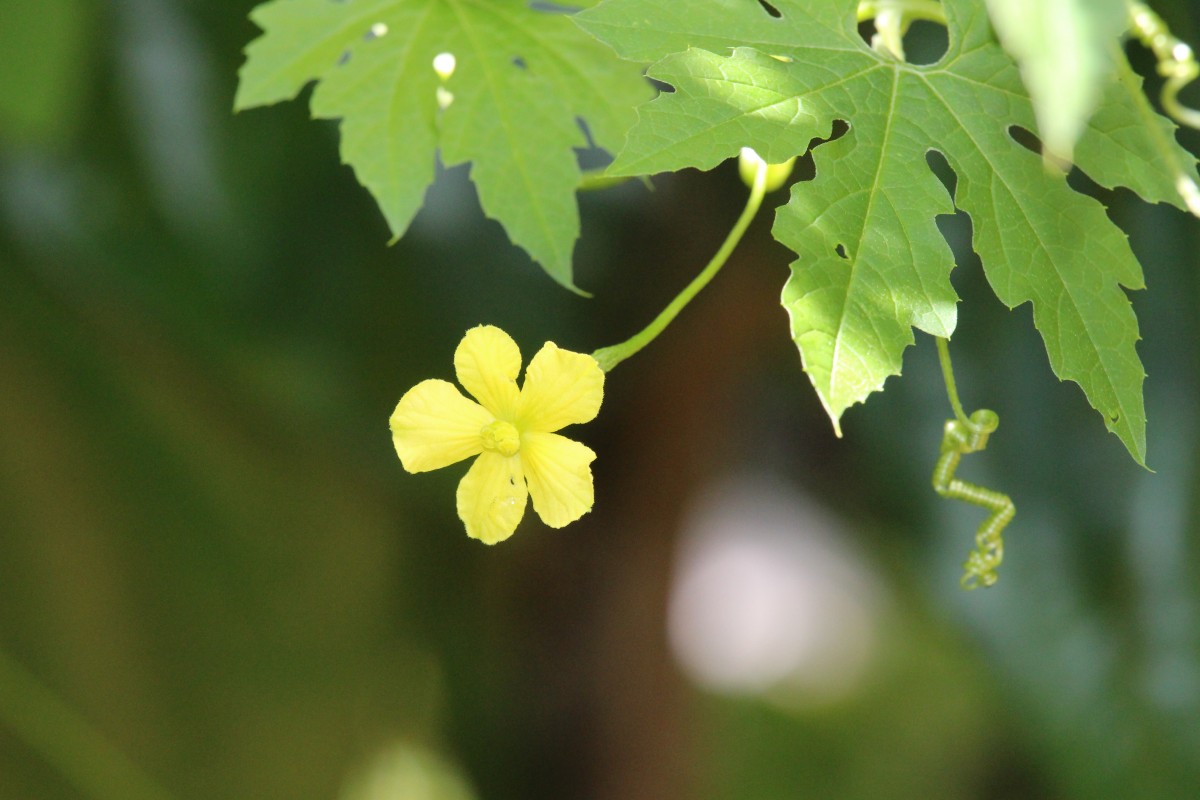 Flora of Sri Lanka