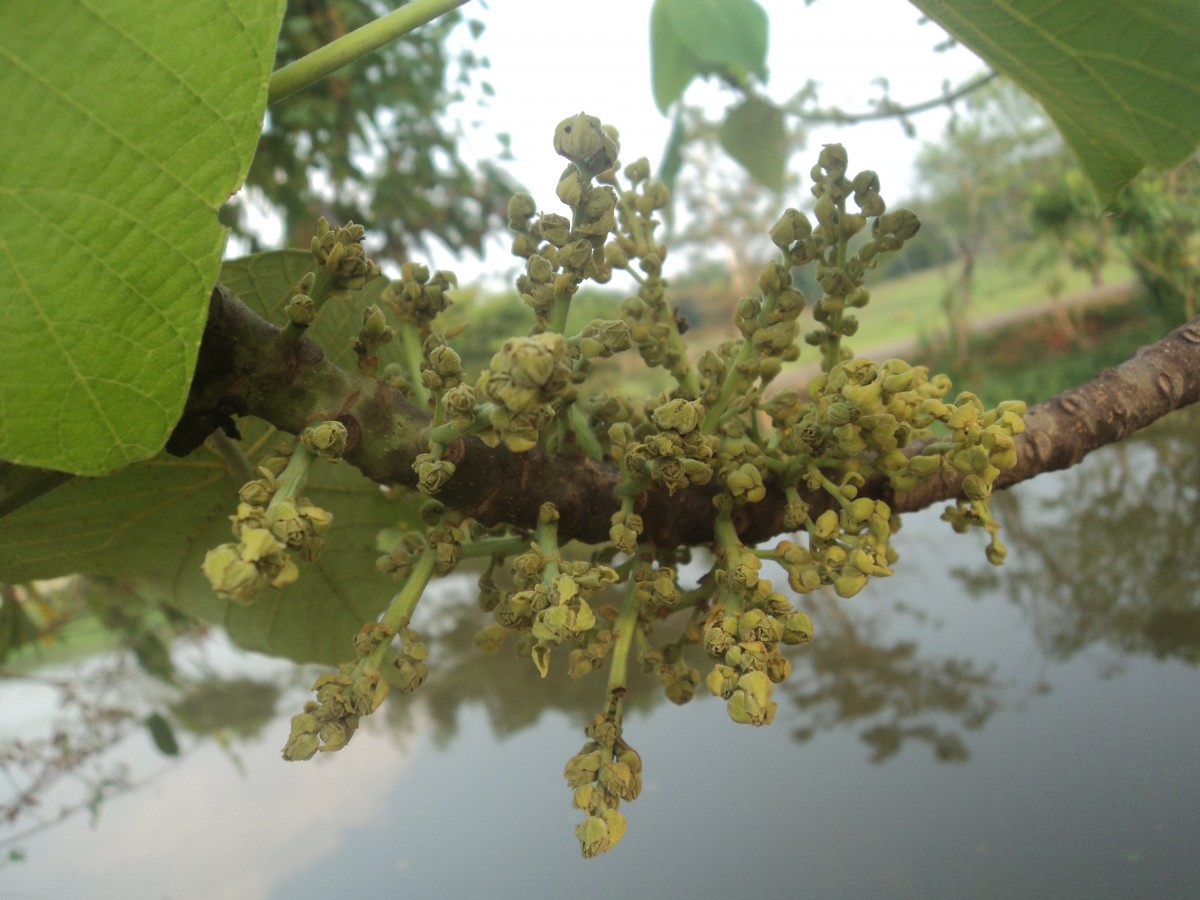 Flora of Sri Lanka