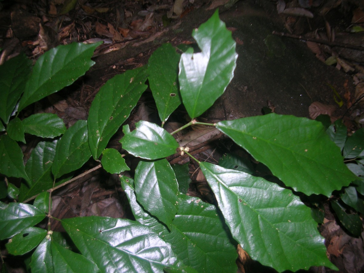 Flora of Sri Lanka