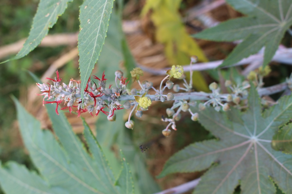 Flora of Sri Lanka
