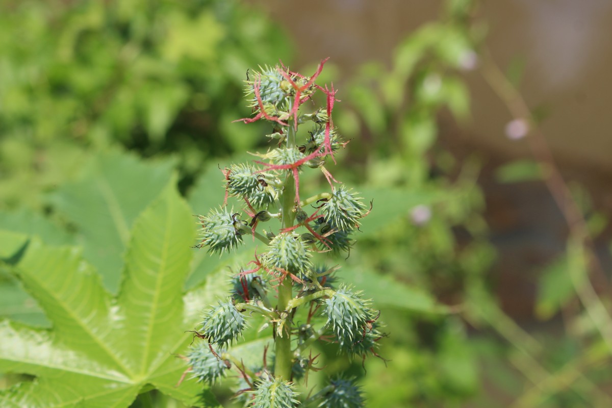 Flora of Sri Lanka