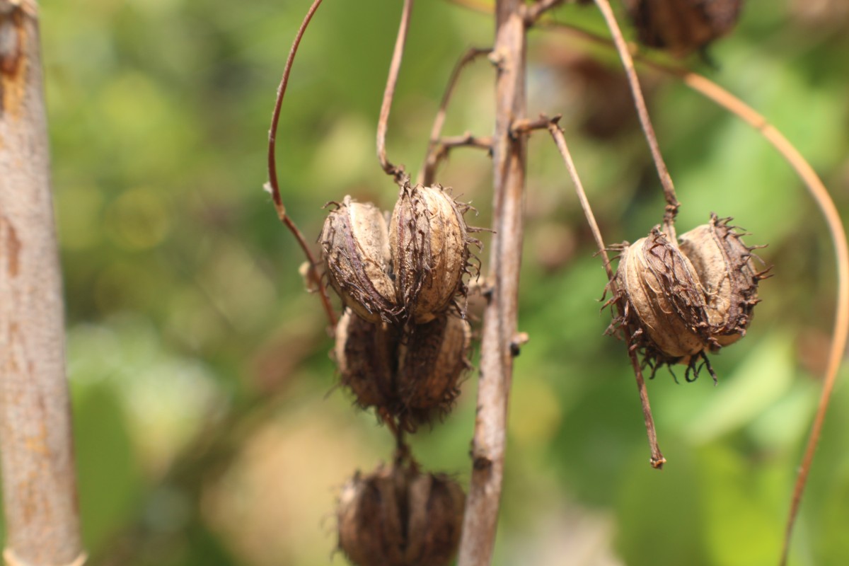 Flora of Sri Lanka
