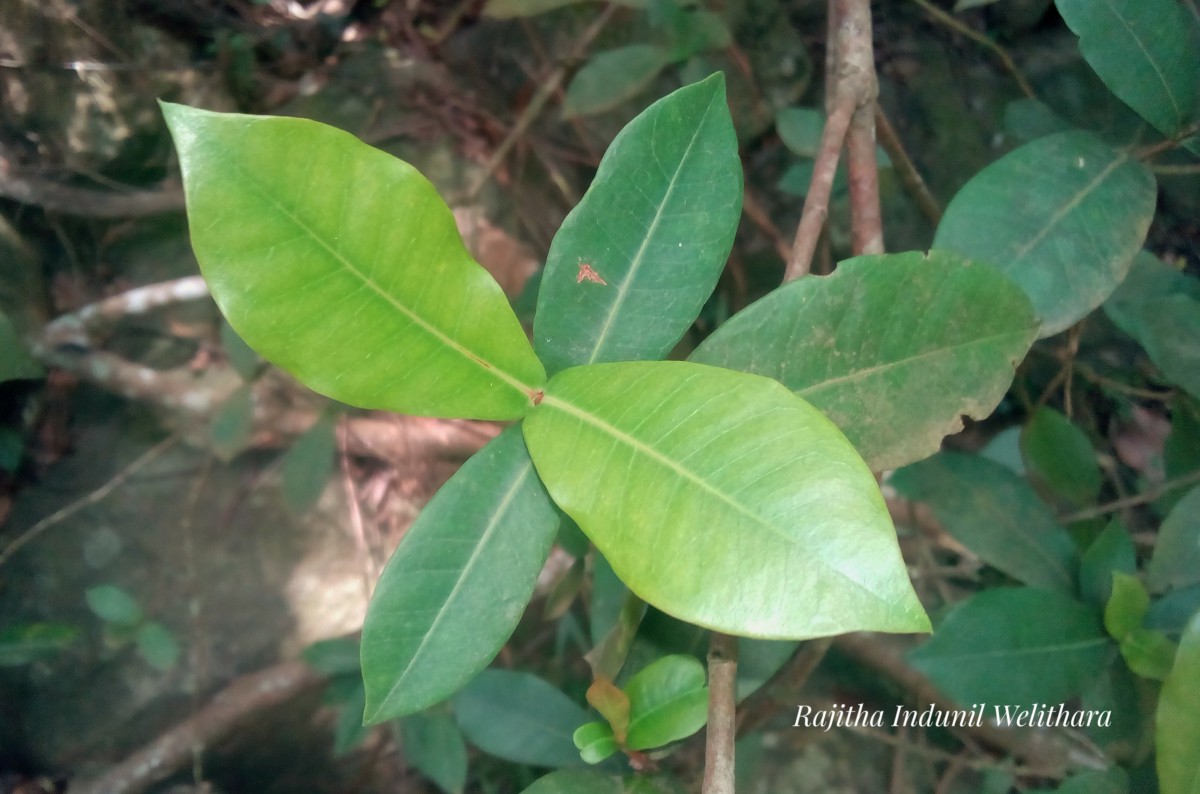 Flora of Sri Lanka