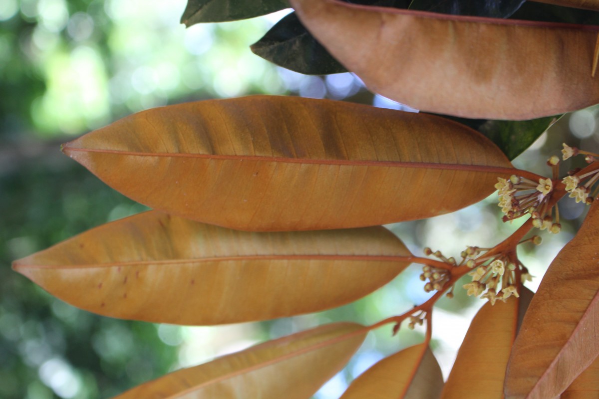 Flora of Sri Lanka