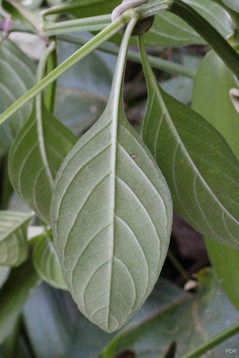 Asystasia variabilis (Nees) Trimen