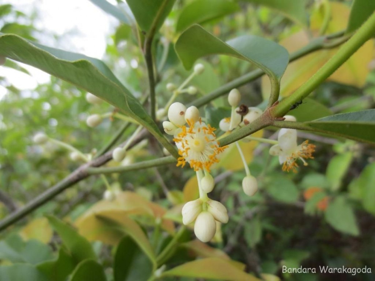 Flora of Sri Lanka