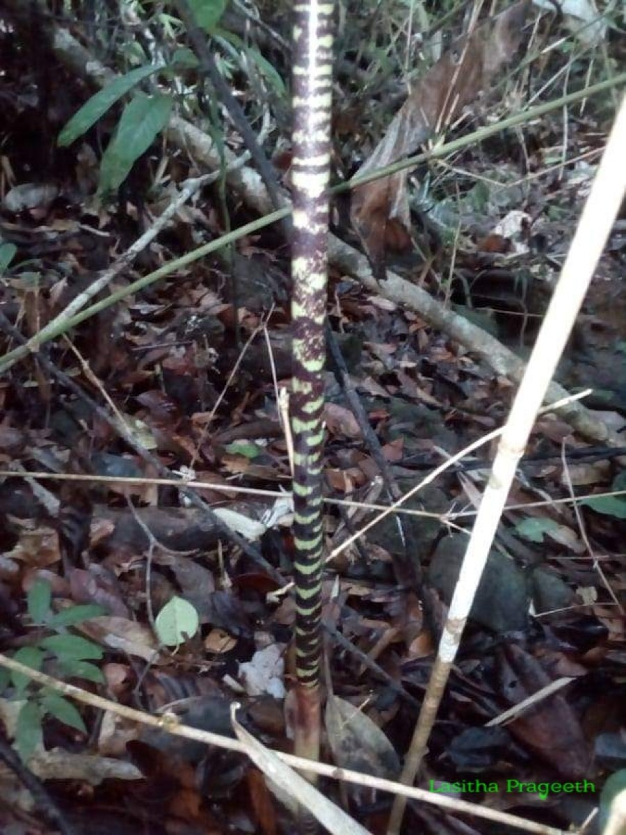 Flora of Sri Lanka