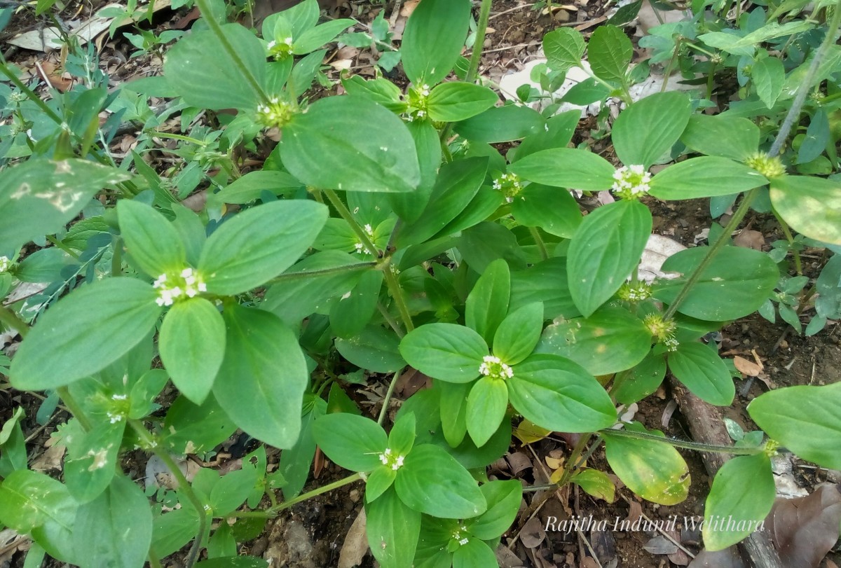 Flora of Sri Lanka