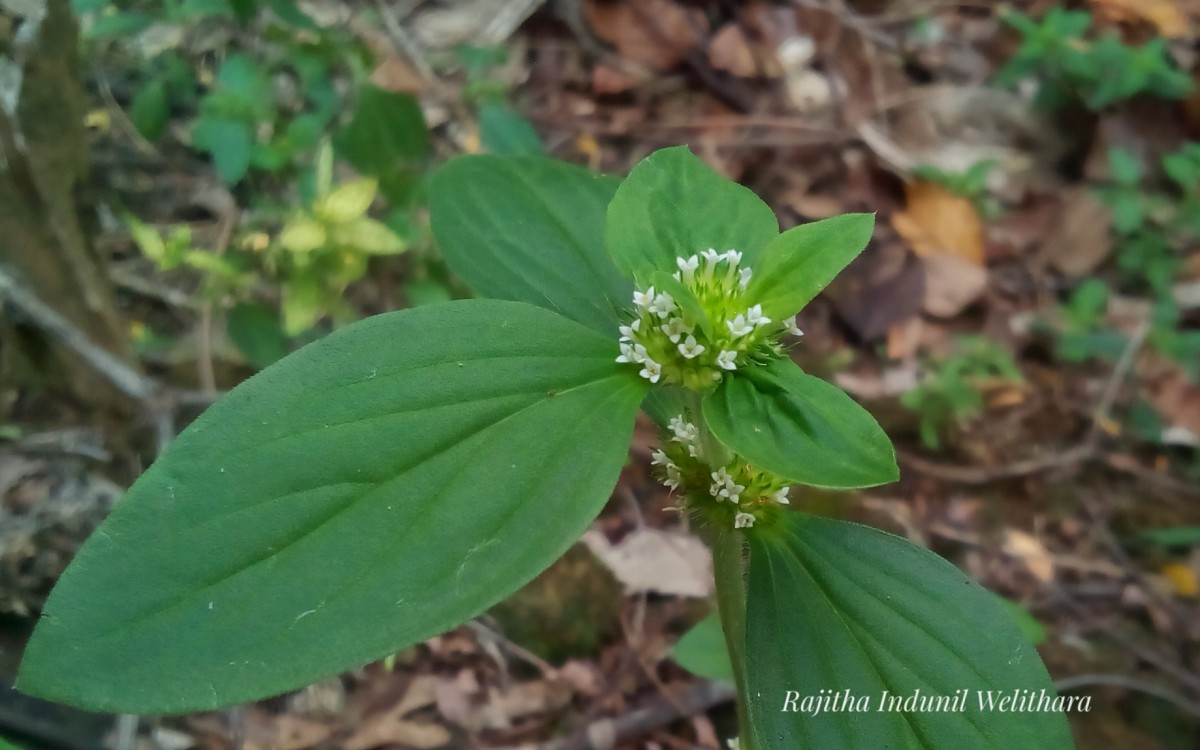 Flora of Sri Lanka