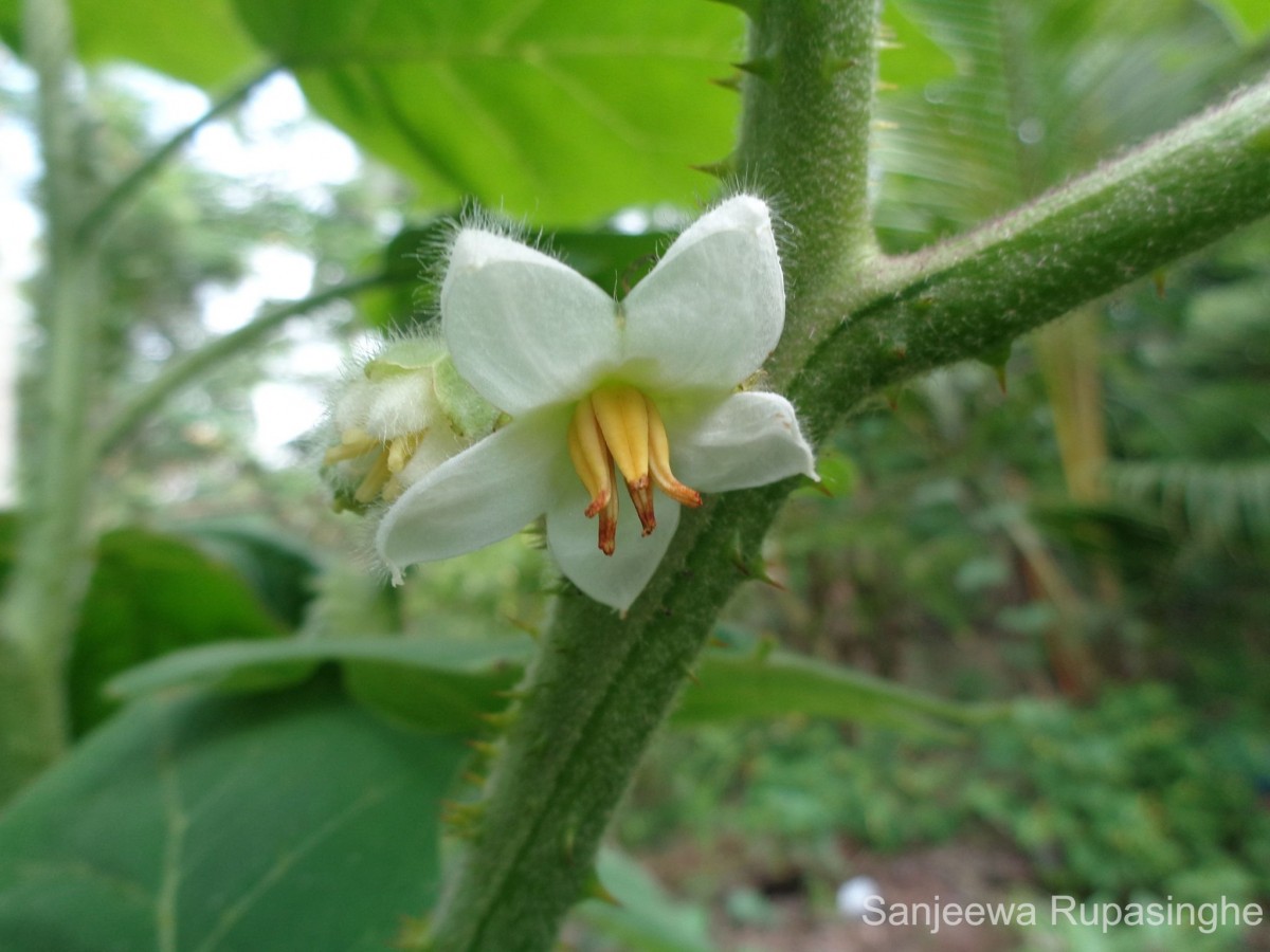 Solanum lasiocarpum Dunal