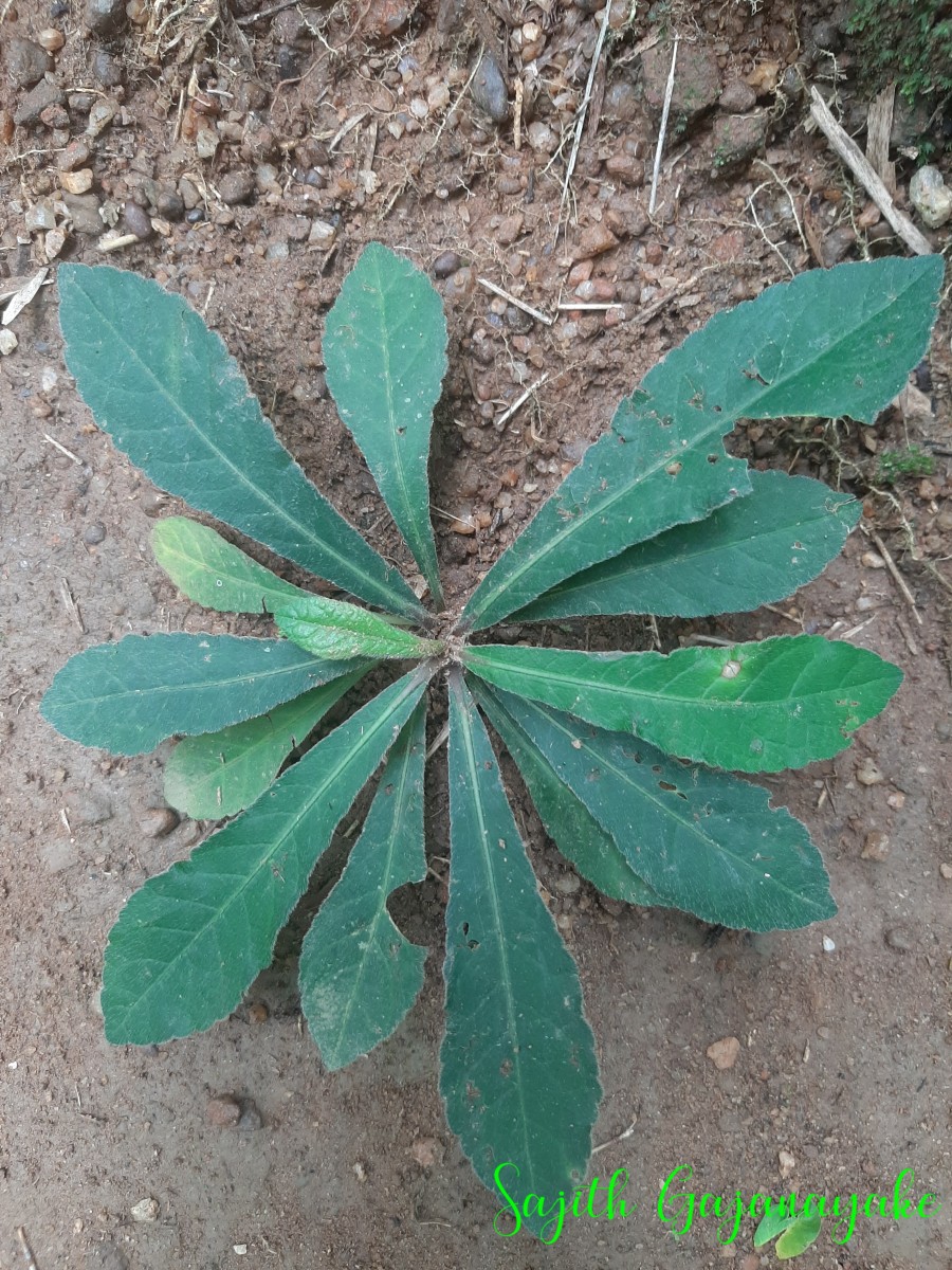 Flora of Sri Lanka