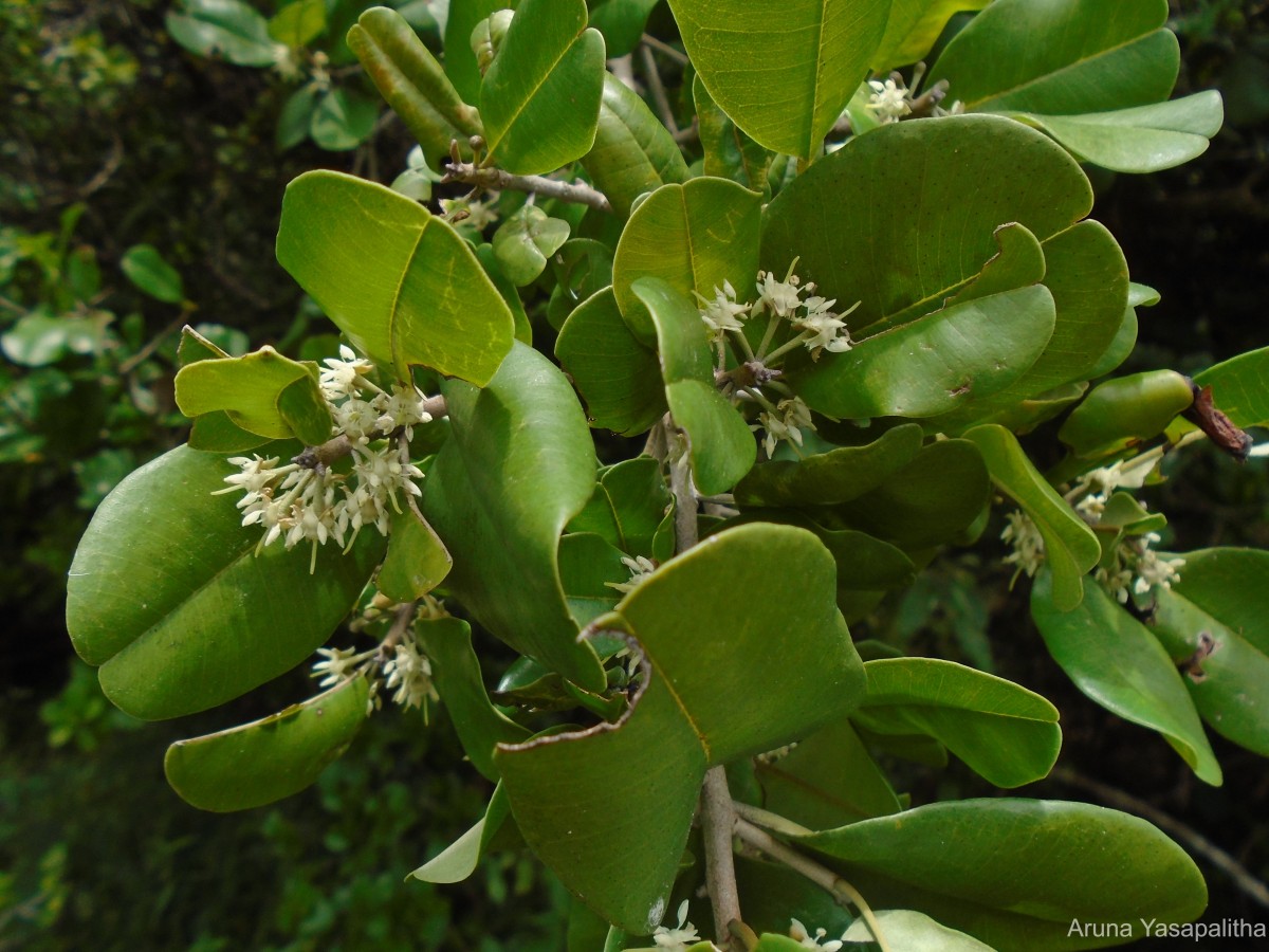 Flora of Sri Lanka