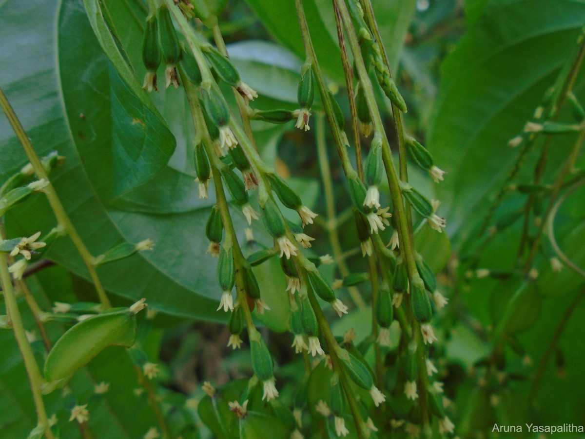 Dioscorea bulbifera L.