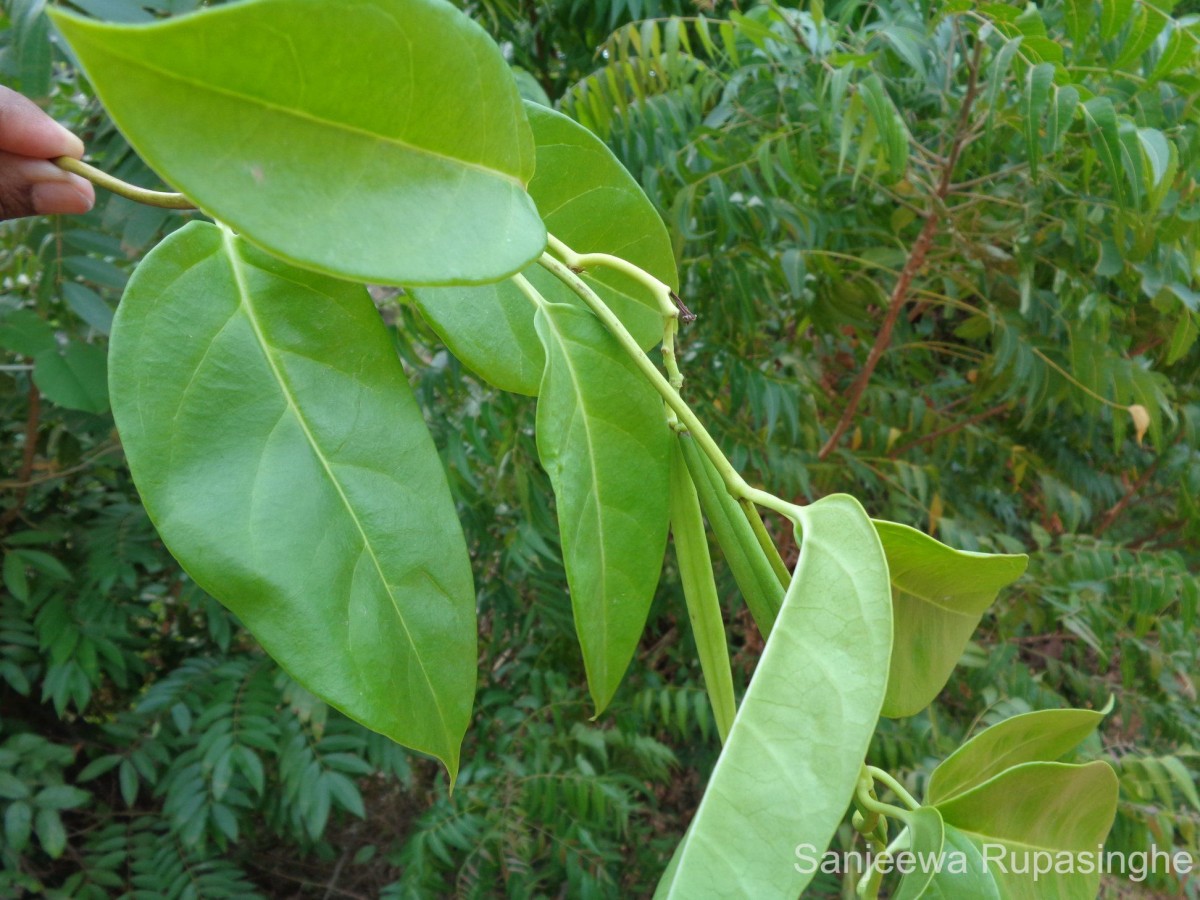 Flora of Sri Lanka