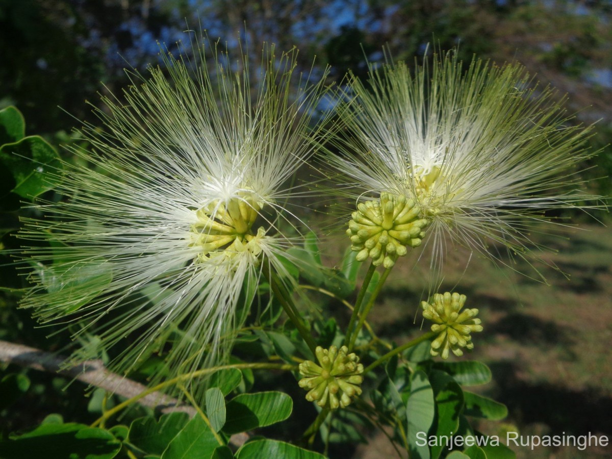 Flora of Sri Lanka