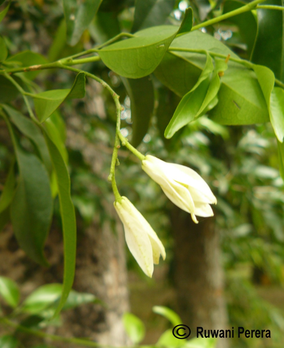 Murraya paniculata (L.) Jack