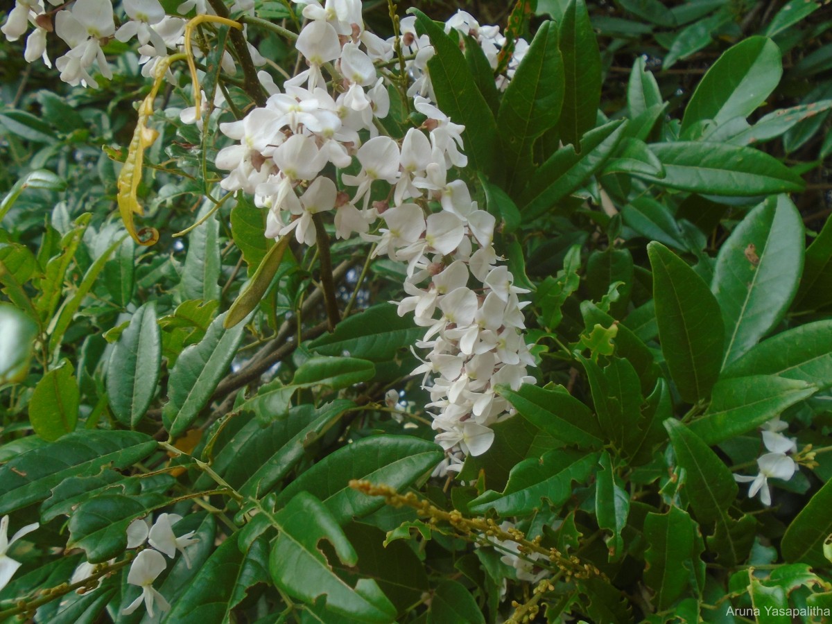 Brachypterum scandens (Roxb.) Miq.