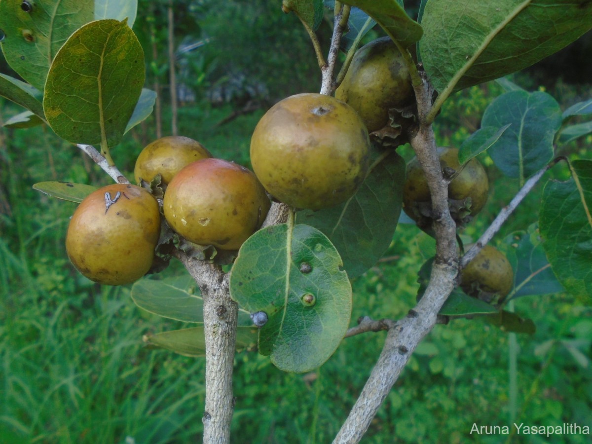 Flora of Sri Lanka