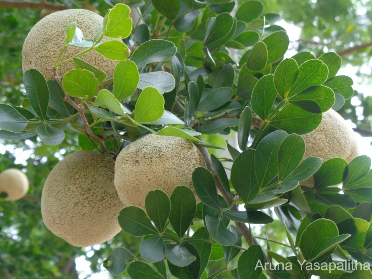 Flora of Sri Lanka