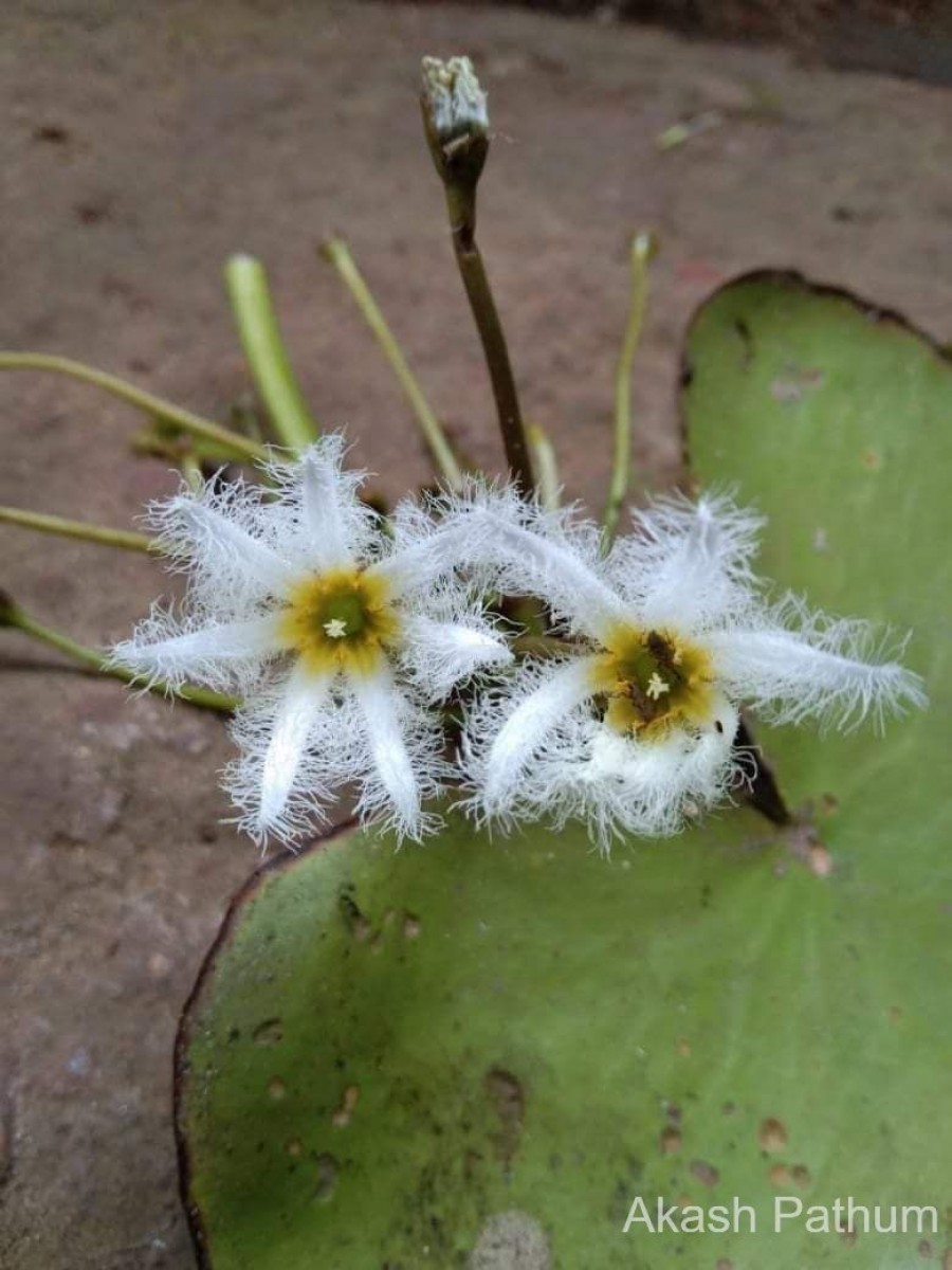 Nymphoides indica (L.) Kuntze