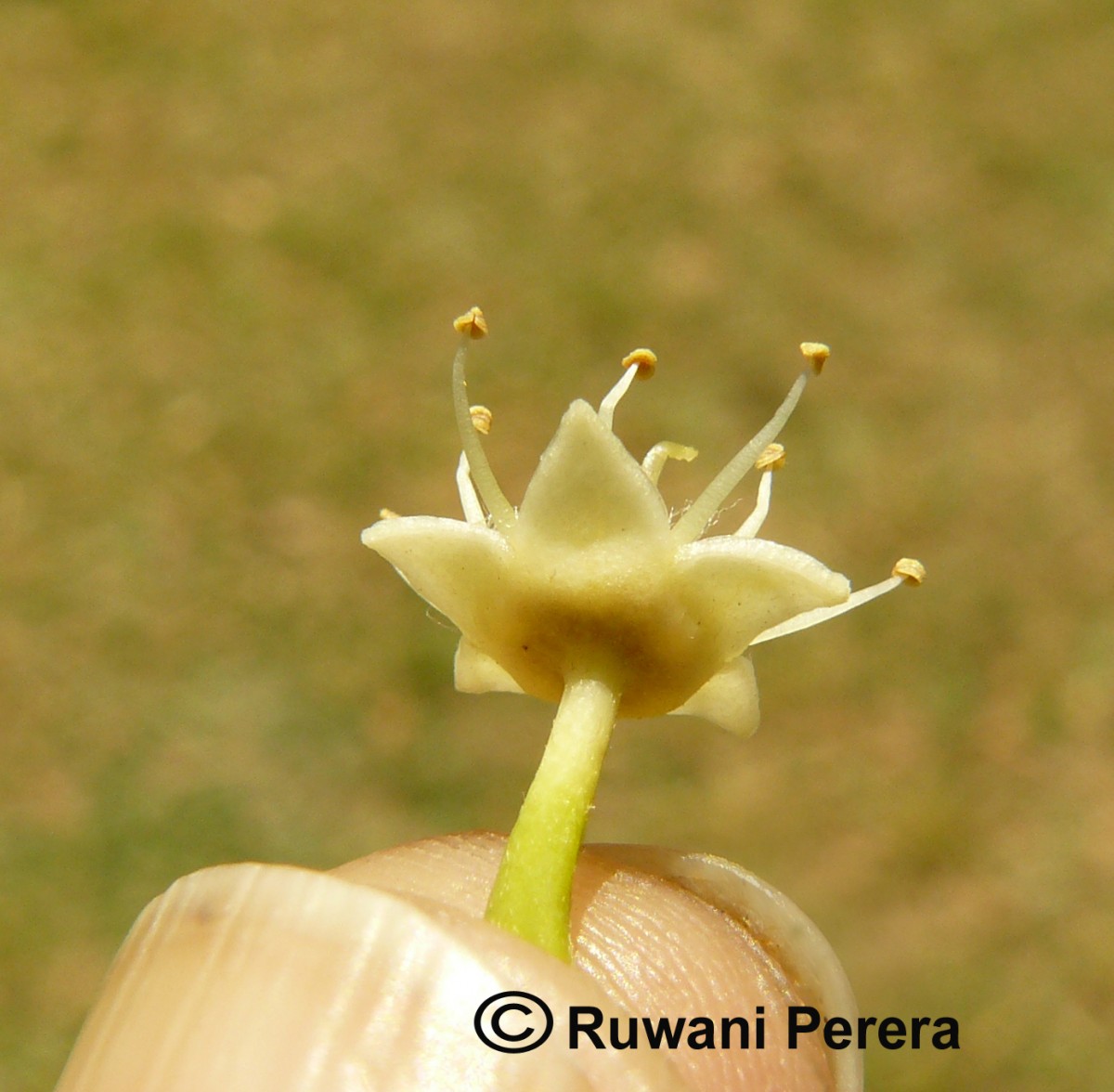 Flora of Sri Lanka