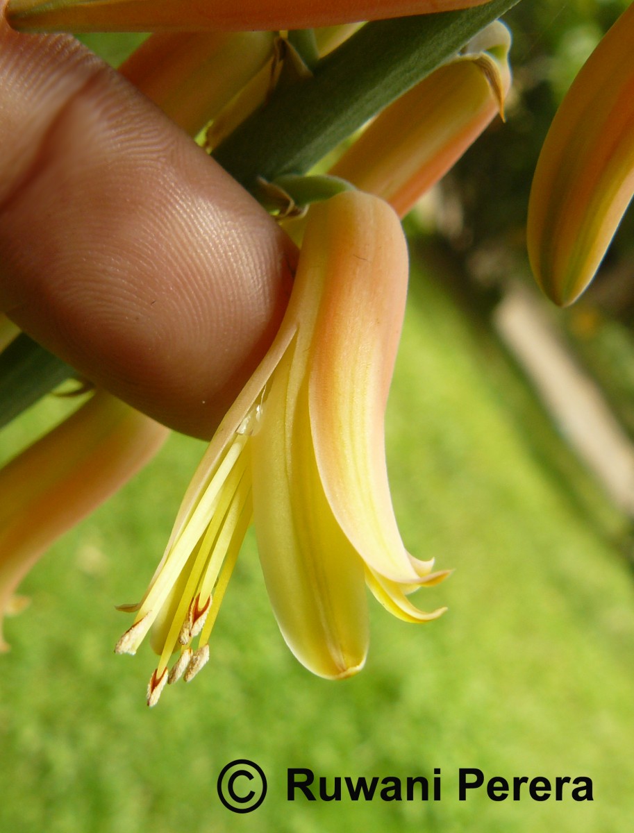 Aloe vera (L.) Burm.f.