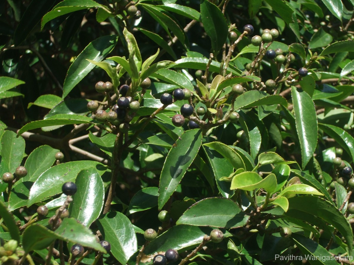 Flora of Sri Lanka