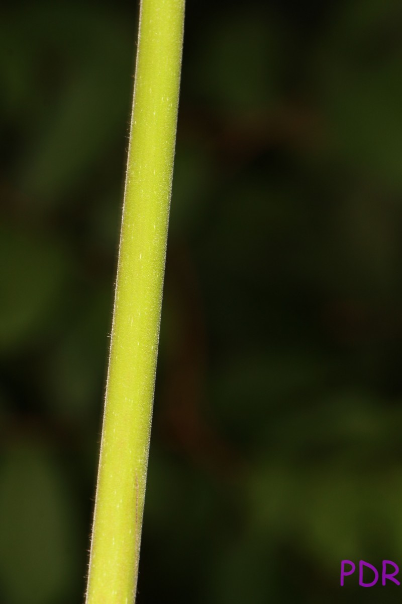 Canarium zeylanicum (Retz.) Blume