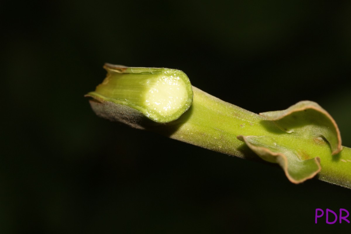 Canarium zeylanicum (Retz.) Blume