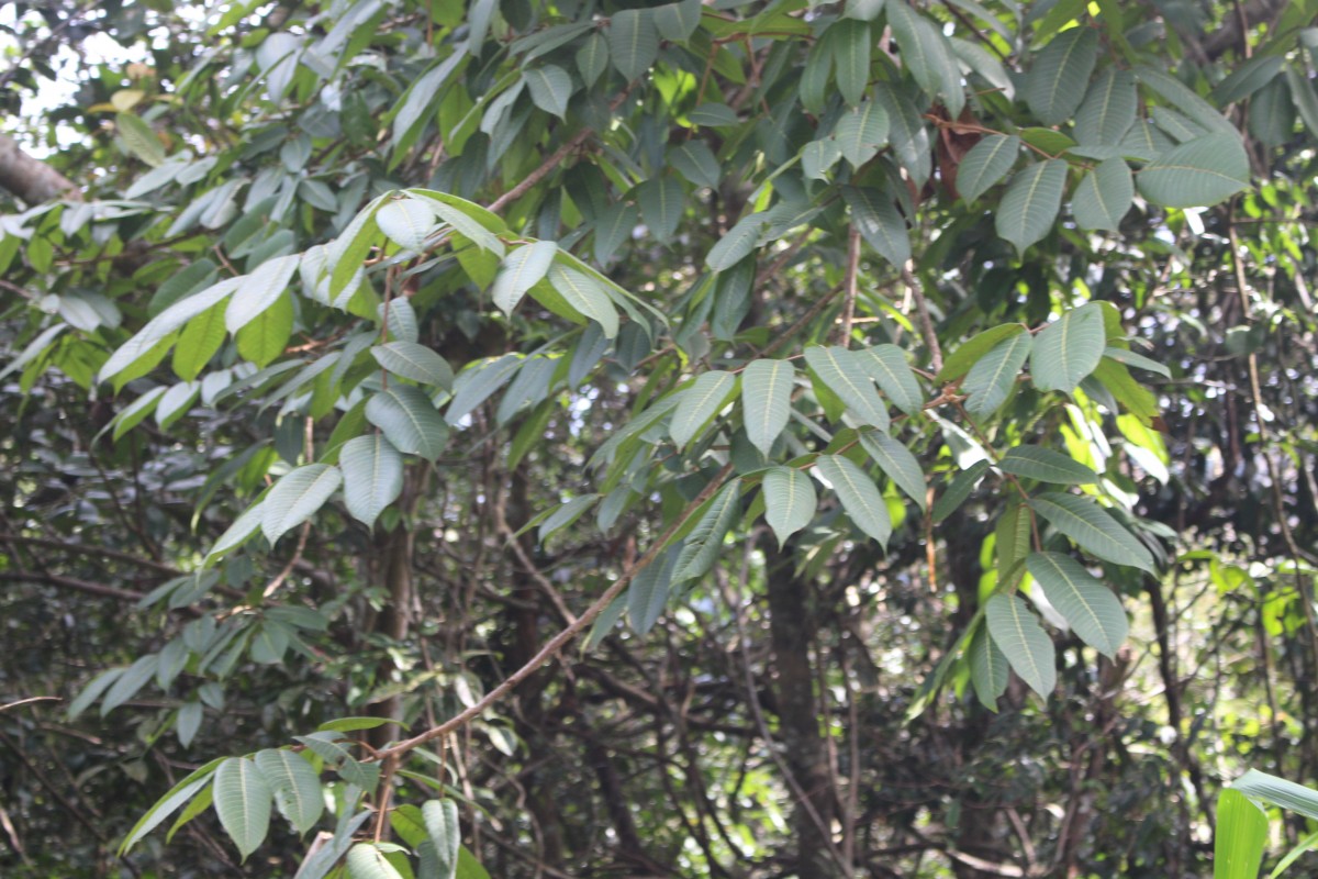 Flora of Sri Lanka